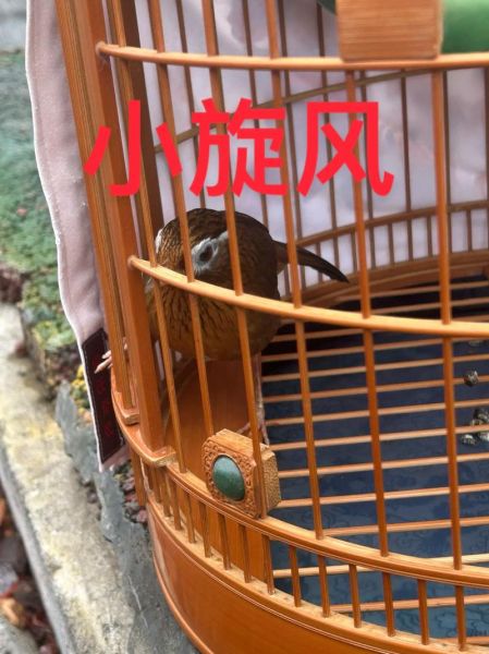 小旋风怎么样_小旋风真的好用吗-第3张图片-俊逸知识馆