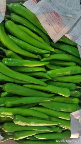 蔬东坡怎么样_蔬东坡系统好用吗-第2张图片-俊逸知识馆