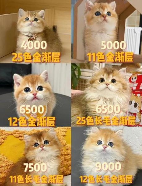 金猫银猫股票怎么样_金猫银猫股票还能买吗-第3张图片-俊逸知识馆 金猫银猫股票怎么样_金猫银猫股票还能买吗-第3张图片-俊逸知识馆