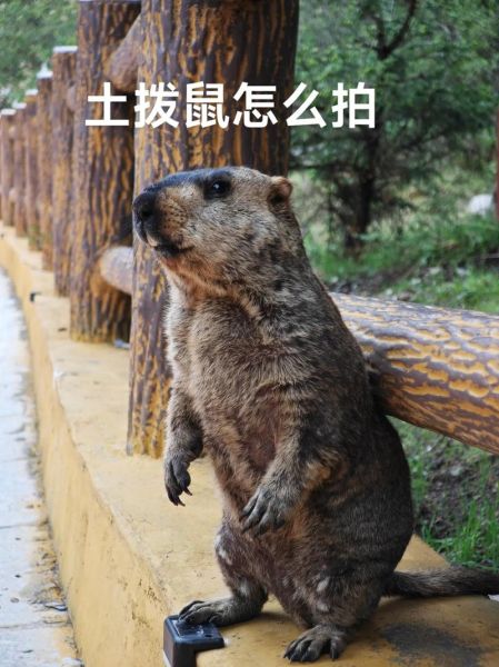 土拨鼠怎么样_土拨鼠可以当宠物吗-第2张图片-俊逸知识馆