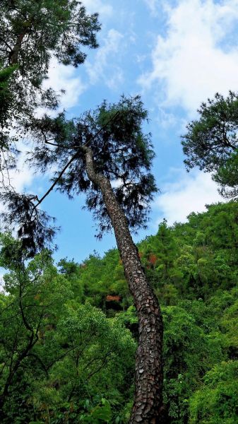 什么样的树林适合徒步_如何判断森林安全性-第1张图片-俊逸知识馆