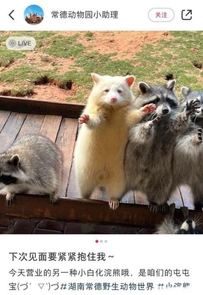 小浣熊可以当宠物吗_小浣熊多少钱一只-第3张图片-俊逸知识馆 小浣熊可以当宠物吗_小浣熊多少钱一只-第3张图片-俊逸知识馆