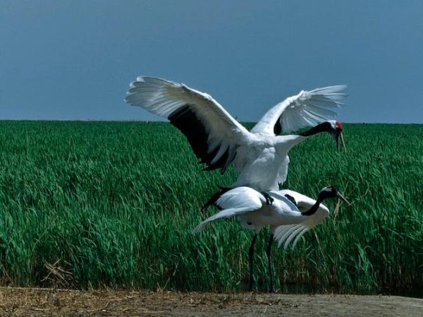仙鹤股票值得买吗_仙鹤股票未来走势-第1张图片-俊逸知识馆 仙鹤股票值得买吗_仙鹤股票未来走势-第1张图片-俊逸知识馆
