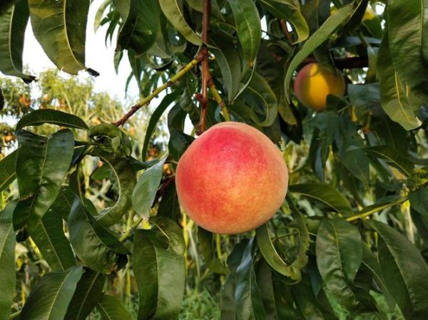 北京十四号桃好吃吗_北京十四号桃几月成熟-第3张图片-俊逸知识馆