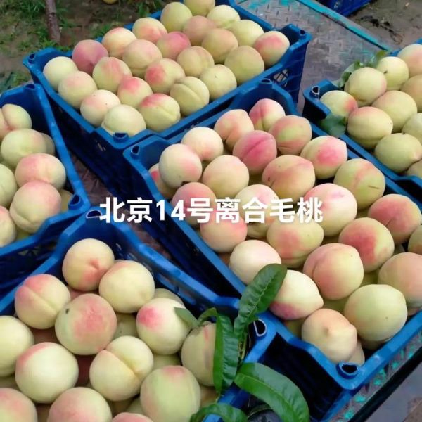 北京十四号桃好吃吗_北京十四号桃几月成熟-第1张图片-俊逸知识馆