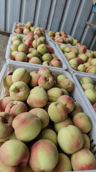 北京十四号桃好吃吗_北京十四号桃几月成熟-第2张图片-俊逸知识馆