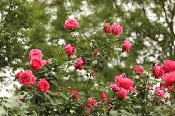 北京市花是什么花_北京市花月季和菊花哪个更代表北京-第1张图片-俊逸知识馆 北京市花是什么花_北京市花月季和菊花哪个更代表北京-第1张图片-俊逸知识馆
