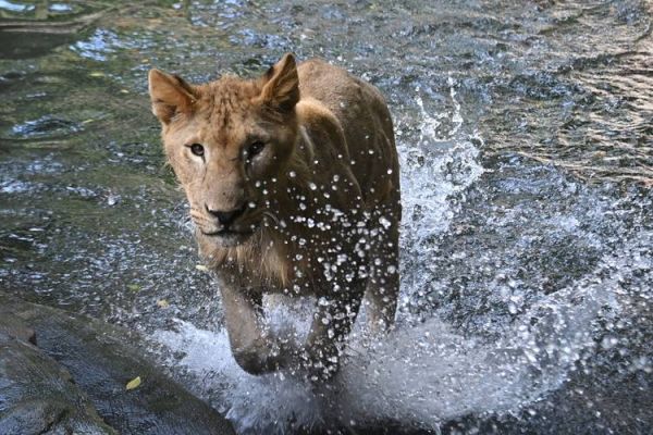 北京野生动物园电话_北京野生动物园客服电话是多少-第2张图片-俊逸知识馆
