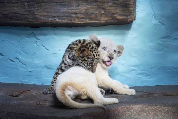 北京野生动物园电话_北京野生动物园客服电话是多少-第1张图片-俊逸知识馆