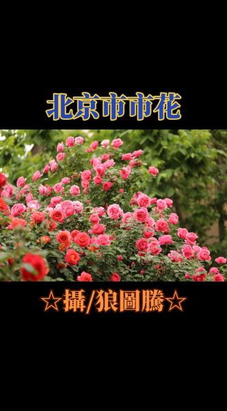 北京的市花是什么花_北京市花月季和菊花区别-第1张图片-俊逸知识馆 北京的市花是什么花_北京市花月季和菊花区别-第1张图片-俊逸知识馆