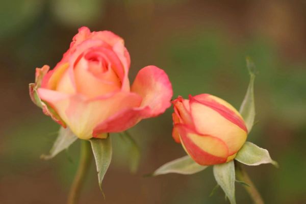 北京的市花是什么花_北京市花月季和菊花区别-第3张图片-俊逸知识馆 北京的市花是什么花_北京市花月季和菊花区别-第3张图片-俊逸知识馆