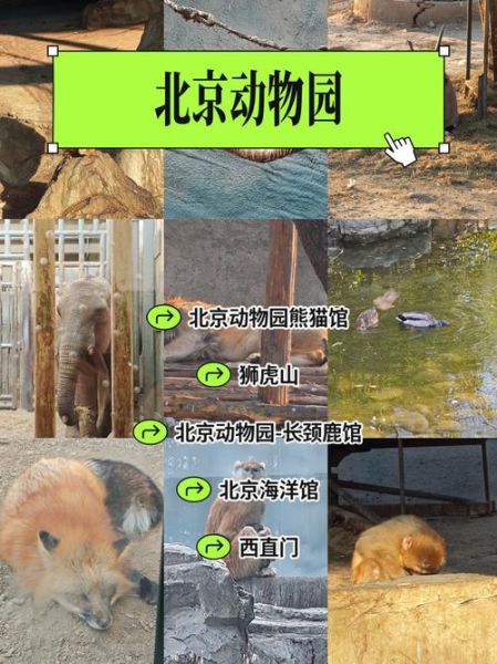 北京动物园在几环_北京动物园属于几环内-第2张图片-俊逸知识馆 北京动物园在几环_北京动物园属于几环内-第2张图片-俊逸知识馆