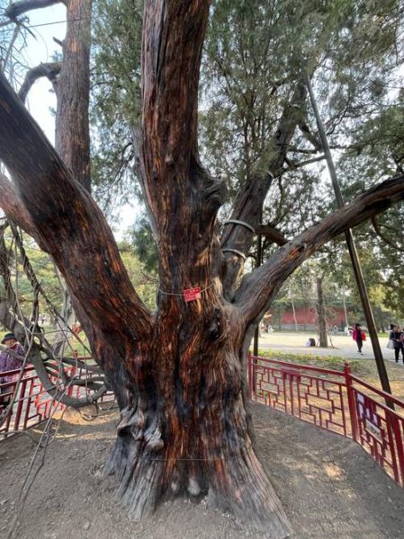 北京市树是什么_北京市树国槐和侧柏的象征意义-第3张图片-俊逸知识馆