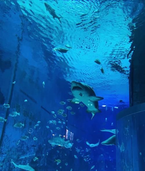 北京三个海洋馆哪个好_北京海洋馆推荐-第3张图片-俊逸知识馆