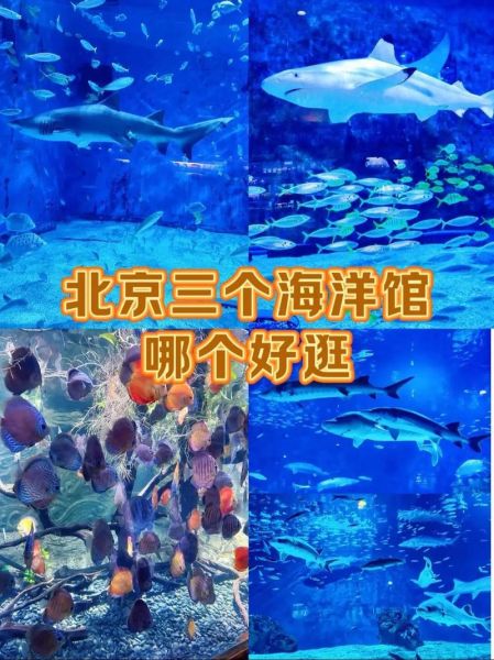 北京三个海洋馆哪个好_北京海洋馆推荐-第2张图片-俊逸知识馆