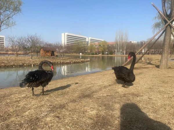 北京理工大学校区分布_良乡校区地址在哪-第3张图片-俊逸知识馆 北京理工大学校区分布_良乡校区地址在哪-第3张图片-俊逸知识馆