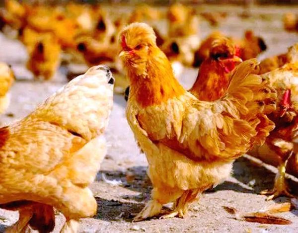 北京油鸡图片哪里找_北京油鸡品种特点-第2张图片-俊逸知识馆