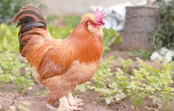 北京油鸡图片哪里找_北京油鸡品种特点-第3张图片-俊逸知识馆