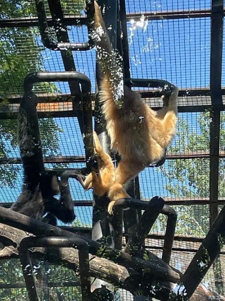 北京动物园天气_北京动物园适合穿什么衣服-第1张图片-俊逸知识馆 北京动物园天气_北京动物园适合穿什么衣服-第1张图片-俊逸知识馆