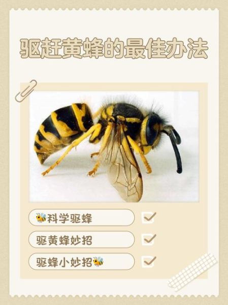 黄蜂怎么驱赶_黄蜂蜇了怎么办-第3张图片-俊逸知识馆 黄蜂怎么驱赶_黄蜂蜇了怎么办-第3张图片-俊逸知识馆